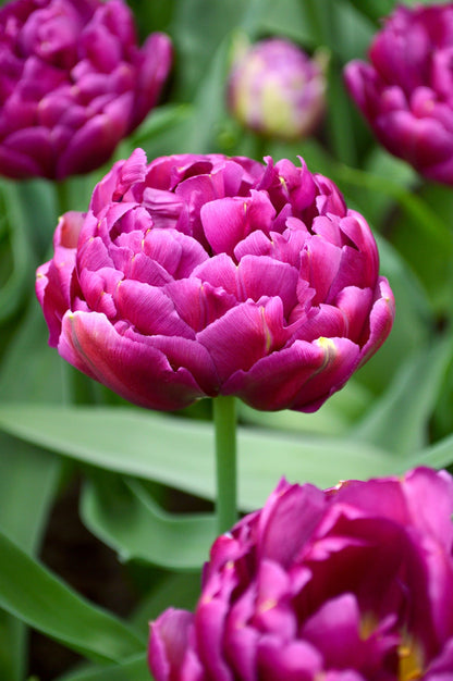 Blue Diamond Tulip Bulbs