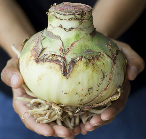 Double Blossom Peacock Amaryllis Bulb