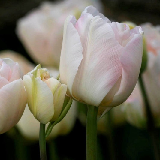 Charming Lady Peony Tulip Bulbs