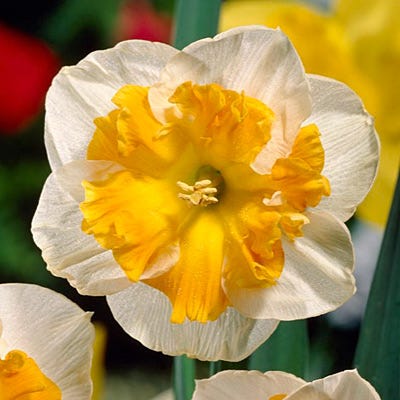 Sunny Girlfriend Daffodil Bulbs