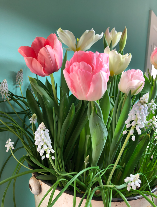 Ready to plant layered bulb "lasagna"