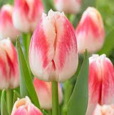 Pleasure Tulip Bulbs