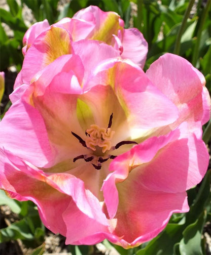 Greenland Tulip Bulbs