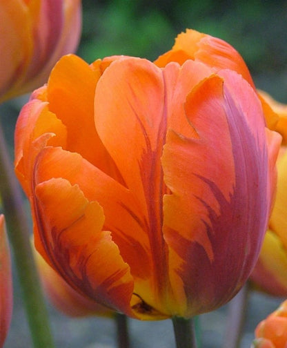 Orange Princess Peony Tulip Bulbs bulk savings available