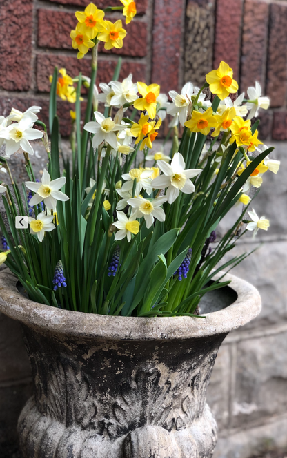 BULB ON MIXED HYACINTH