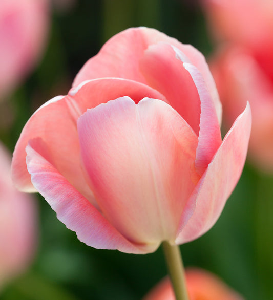 Mystic van Eijk Tulip Bulbs
