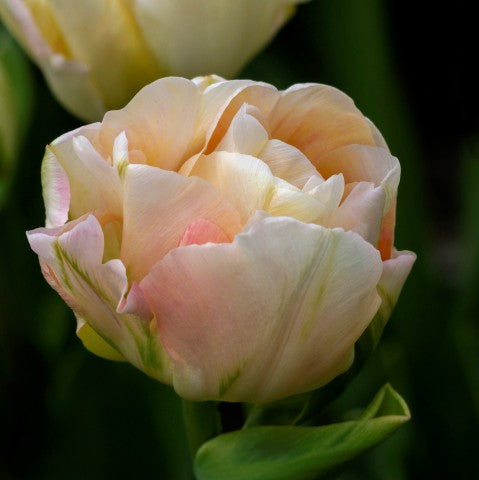 Charming Lady Peony Tulip Bulbs