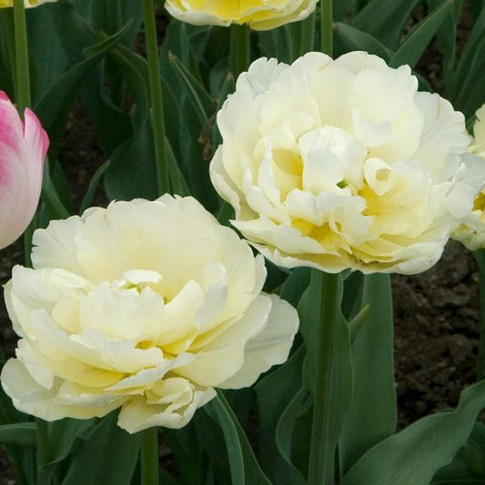 Verona Peony Tulip Bulbs