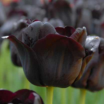 Paul Scherer Tulip Bulbs