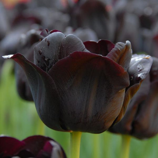 Paul Scherer Tulip Bulbs