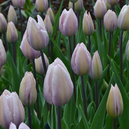 Silver Cloud Tulip Bulbs